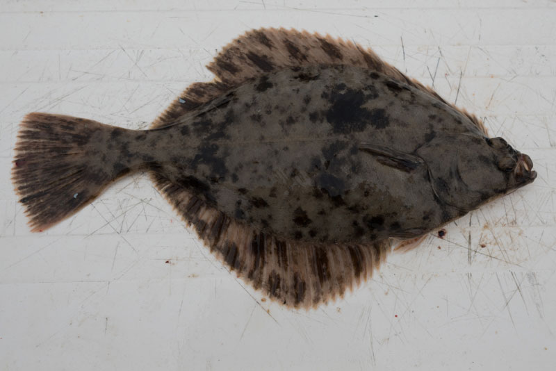species ID flounder