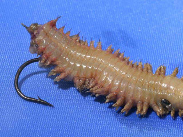 ragworm