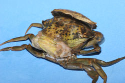 soft-crab