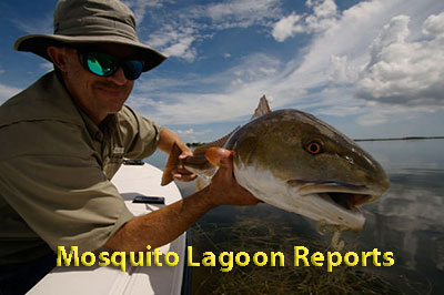 Mosquito lagoon reports