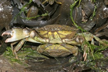 male crab carrying a female underneath