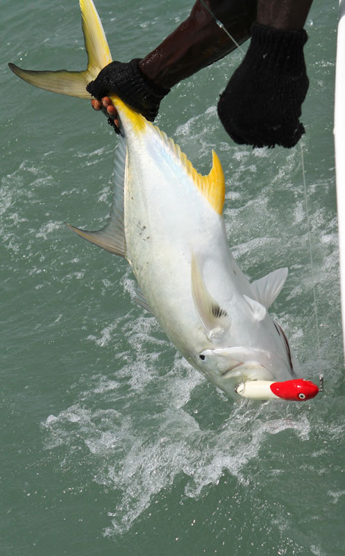 a Guinea-Bissau yellowtail on a popper