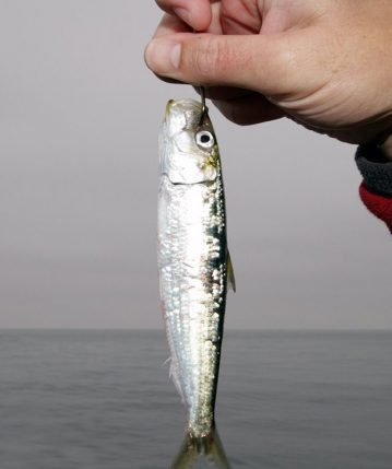 a live bait ready to cast for San Diego bonito