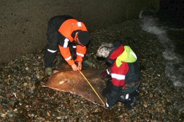 Measuring the common skate across the wings