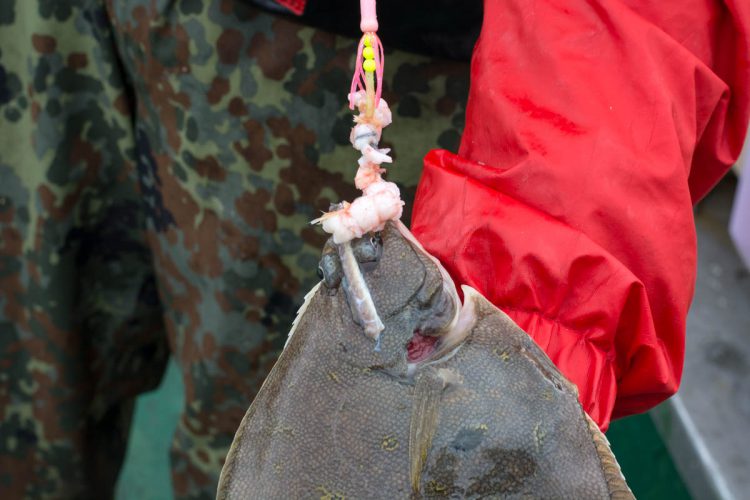 plaice fishing Faroe Islands dab