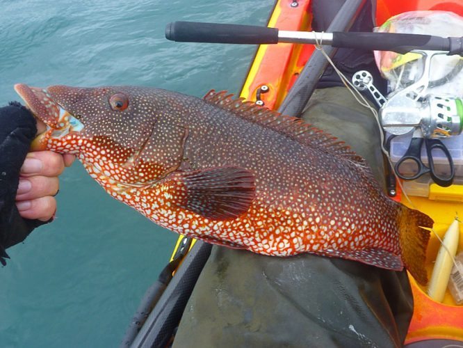LRF HRF kayak fishing in Jersey red wrasse
