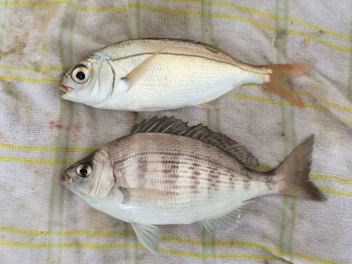 red bream