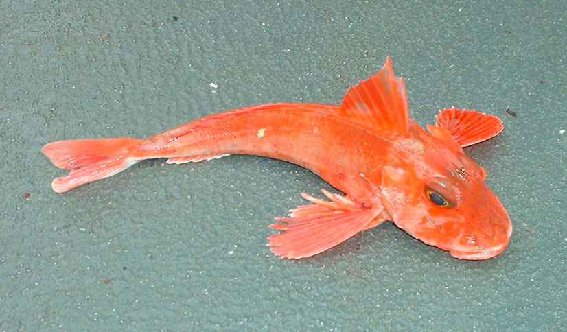 species ID red gurnard