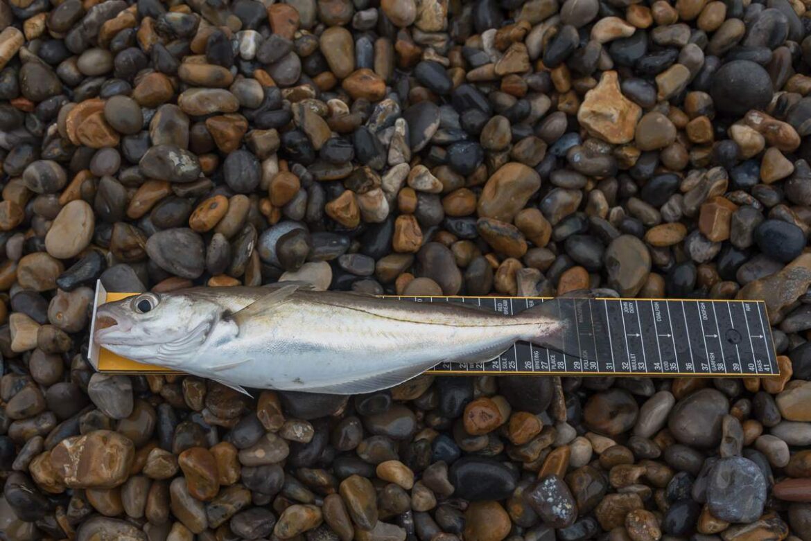 norfolk whiting