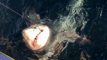 A toothy Scottish porbeagle shark
