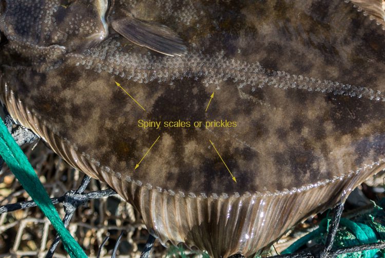 flatfish identification - the spiney scales on a flounder