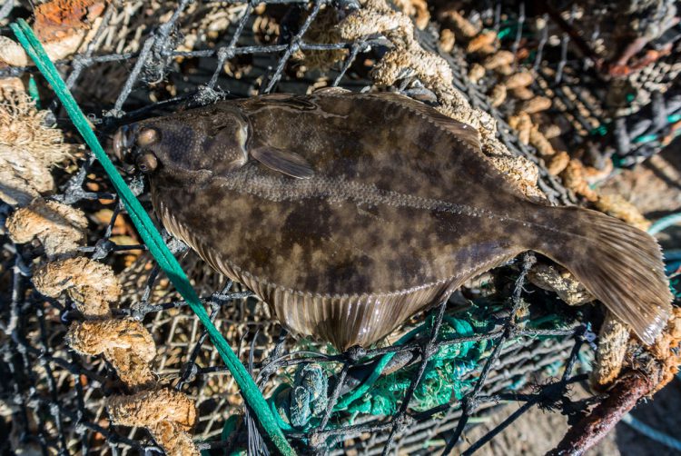 flatfish identification - the flounder