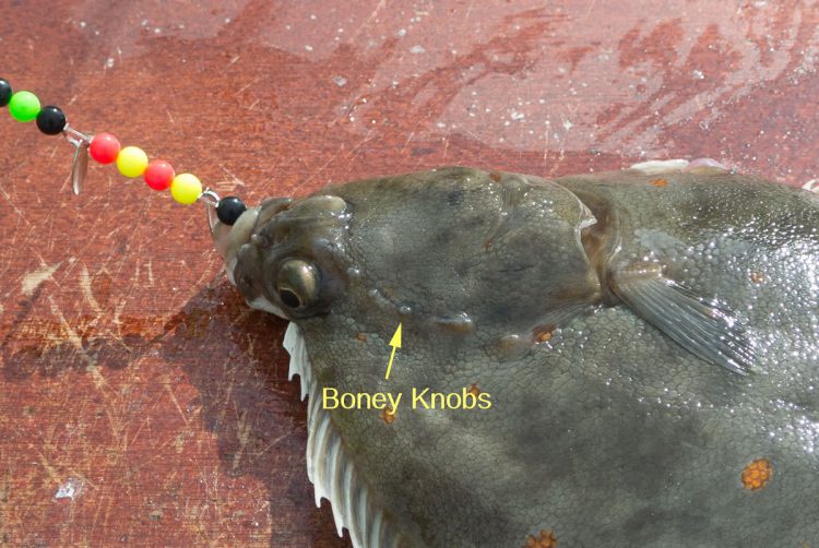flatfish identification - the boney knobs on a plaice