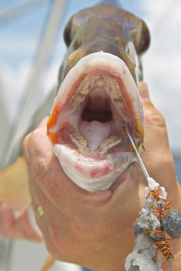 The weird teeth of the “feather fish”