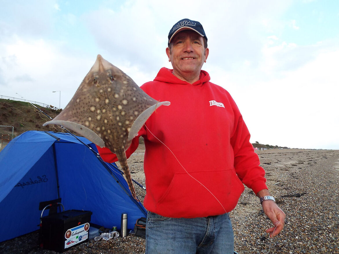 A well marked Essex thornback ray