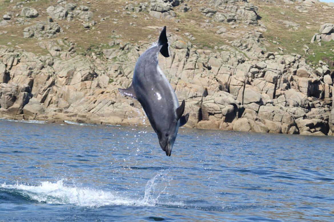 dolphin jumping