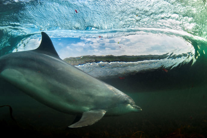 dolphin surfing © George Karbus 2013