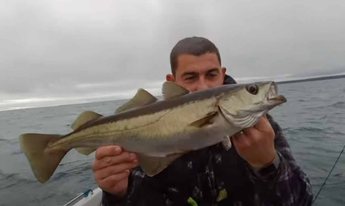 Fishing for Cod, Bass and Pollack with Lures