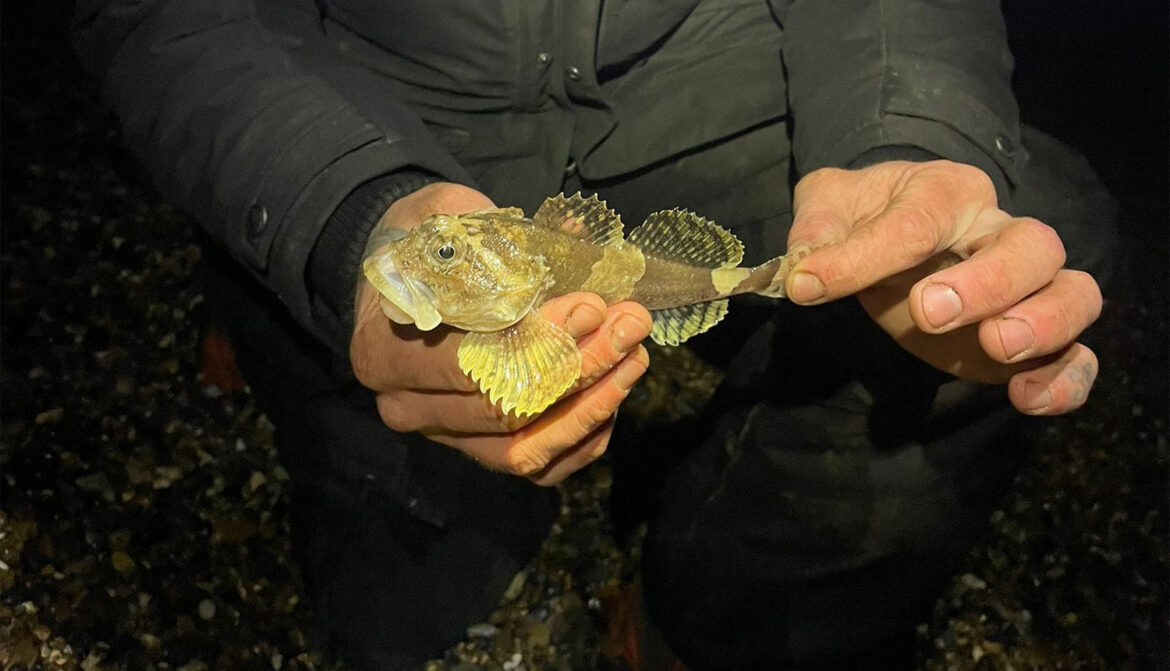 Weybourne sea scorpion