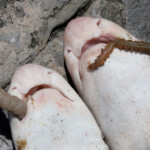 fishing-addicted-to-dogfish-0011