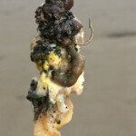 fishing-bait-cocktail-0002