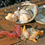 fishing-bait-cocktail-0003