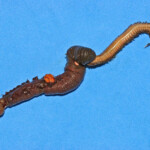 fishing-bait-cocktail-0004