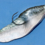 fishing-bait-mackerel-0007
