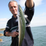 fishing-bait-mackerel-0008