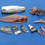 fishing-bait-mackerel-0009