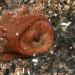 fishing-bait-parp-sea-anemone-0002