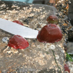 fishing-bait-parp-sea-anemone-0003