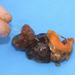 fishing-bait-parp-sea-anemone-0005