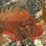 fishing-bait-parp-sea-anemone-0006