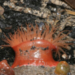 fishing-bait-parp-sea-anemone-0007