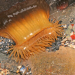 fishing-bait-parp-sea-anemone-0008