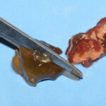 fishing-bait-parp-sea-anemone-0010