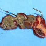 fishing-bait-parp-sea-anemone-0011