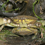 fishing-bait-peeler-crab-0001