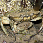 fishing-bait-peeler-crab-0002