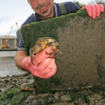 fishing-bait-peeler-crab-0003