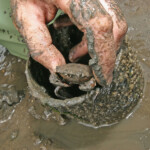 fishing-bait-peeler-crab-0004