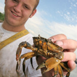 fishing-bait-peeler-crab-0005-1