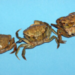 fishing-bait-peeler-crab-0011