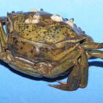 fishing-bait-peeler-crab-0013