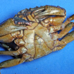 fishing-bait-peeler-crab-0016