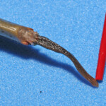 fishing-bait-peeler-crab-0018