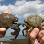 fishing-bait-peeler-crab-0023