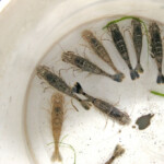 fishing-bait-shrimp-prawn-0003