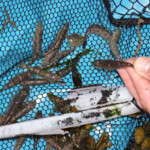 fishing-bait-shrimp-prawn-0005